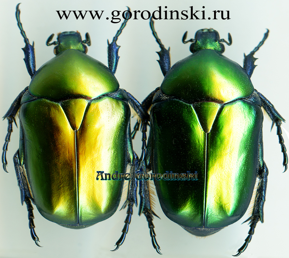 http://www.gorodinski.ru/cetoniidae/Cetonischema speciosa speciosa.jpg
